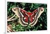 Cecropia Moth-null-Framed Photographic Print