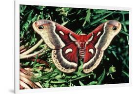 Cecropia Moth-null-Framed Photographic Print