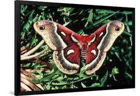 Cecropia Moth-null-Framed Photographic Print