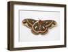 Cecropia Silk Moth Female, Comparing Upper and Underside Wings-Darrell Gulin-Framed Photographic Print