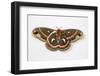 Cecropia Silk Moth Female, Comparing Upper and Underside Wings-Darrell Gulin-Framed Photographic Print