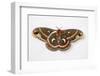 Cecropia Silk Moth Female, Comparing Upper and Underside Wings-Darrell Gulin-Framed Photographic Print