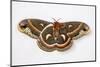 Cecropia Silk Moth Female, Comparing Upper and Underside Wings-Darrell Gulin-Mounted Photographic Print
