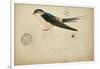 Cecropis Melanocrissus, C.1862-Eduard Ruppell-Framed Giclee Print