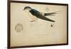 Cecropis Melanocrissus, C.1862-Eduard Ruppell-Framed Giclee Print