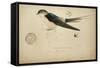 Cecropis Melanocrissus, C.1862-Eduard Ruppell-Framed Stretched Canvas