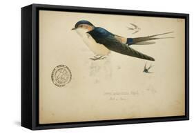 Cecropis Melanocrissus, C.1862-Eduard Ruppell-Framed Stretched Canvas