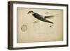 Cecropis Melanocrissus, C.1862-Eduard Ruppell-Framed Giclee Print