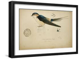 Cecropis Melanocrissus, C.1862-Eduard Ruppell-Framed Giclee Print