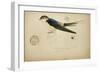 Cecropis Melanocrissus, C.1862-Eduard Ruppell-Framed Giclee Print