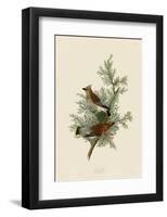 Cedar Bird-John James Audubon-Framed Art Print