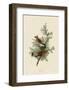 Cedar Bird-John James Audubon-Framed Art Print