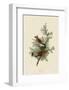 Cedar Bird-John James Audubon-Framed Art Print