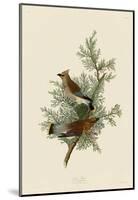 Cedar Bird-John James Audubon-Mounted Art Print