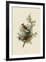 Cedar Bird-John James Audubon-Framed Art Print