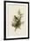 Cedar Bird-John James Audubon-Framed Art Print