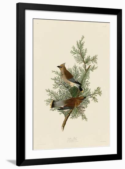 Cedar Bird-John James Audubon-Framed Art Print