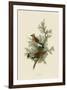 Cedar Bird-John James Audubon-Framed Art Print