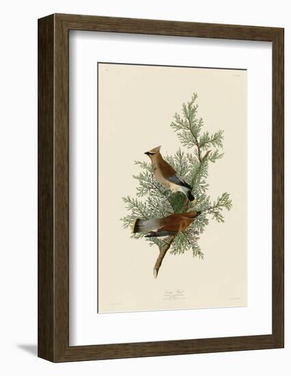 Cedar Bird-John James Audubon-Framed Giclee Print