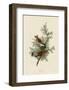 Cedar Bird-John James Audubon-Framed Giclee Print