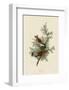 Cedar Bird-John James Audubon-Framed Giclee Print