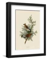 Cedar Bird-John James Audubon-Framed Giclee Print