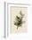 Cedar Bird-John James Audubon-Framed Giclee Print