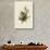 Cedar Bird-John James Audubon-Giclee Print displayed on a wall