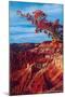 Cedar Breaks National Monument-null-Mounted Art Print