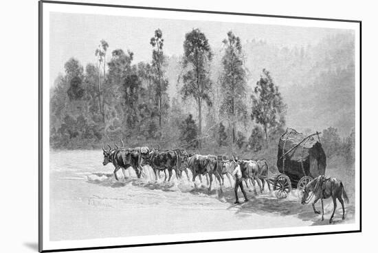 Cedar-Getting on the Richmond River, New South Wales, Australia, 1886-JR Ashton-Mounted Giclee Print