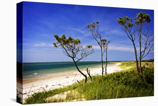 Cedar Inlet-Alan Hausenflock-Stretched Canvas