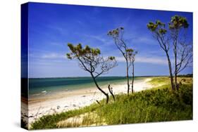 Cedar Inlet-Alan Hausenflock-Stretched Canvas