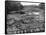 Cedar Logs on the Tebicuary-Guazu River Floating by the Railway Bridge, Paraguay, 1911-null-Framed Stretched Canvas