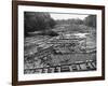 Cedar Logs on the Tebicuary-Guazu River Floating by the Railway Bridge, Paraguay, 1911-null-Framed Giclee Print