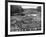 Cedar Logs on the Tebicuary-Guazu River Floating by the Railway Bridge, Paraguay, 1911-null-Framed Giclee Print