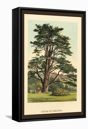 Cedar of Lebanon-W.h.j. Boot-Framed Stretched Canvas