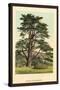 Cedar of Lebanon-W.h.j. Boot-Stretched Canvas