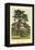 Cedar of Lebanon-W.h.j. Boot-Framed Stretched Canvas