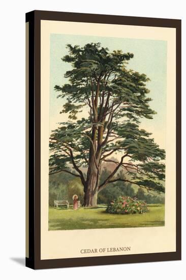 Cedar of Lebanon-W.h.j. Boot-Stretched Canvas