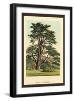 Cedar of Lebanon-W.h.j. Boot-Framed Art Print