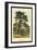 Cedar of Lebanon-W.h.j. Boot-Framed Art Print