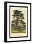 Cedar of Lebanon-W.h.j. Boot-Framed Art Print