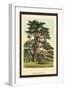 Cedar of Lebanon-W.h.j. Boot-Framed Art Print