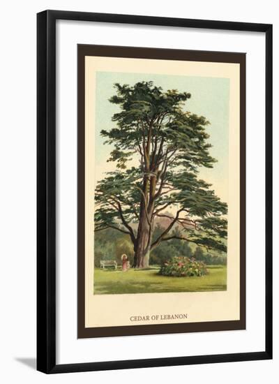 Cedar of Lebanon-W.h.j. Boot-Framed Art Print