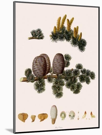 Cedar of Lebanon-Warner-Mounted Giclee Print