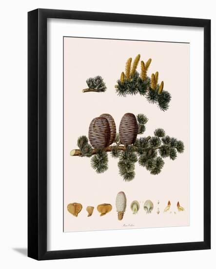 Cedar of Lebanon-Warner-Framed Giclee Print