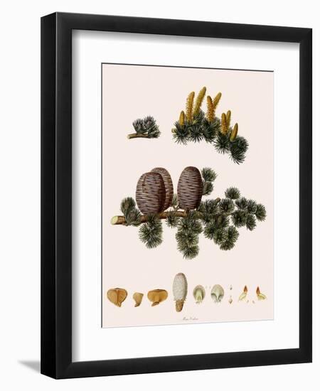 Cedar of Lebanon-Warner-Framed Premium Giclee Print