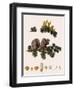 Cedar of Lebanon-Warner-Framed Premium Giclee Print