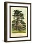 Cedar of Lebanon-W.h.j. Boot-Framed Art Print