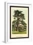 Cedar of Lebanon-W.h.j. Boot-Framed Art Print